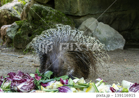 Indian crested Porcupine, Hystrix indica in a german nature park 139116915