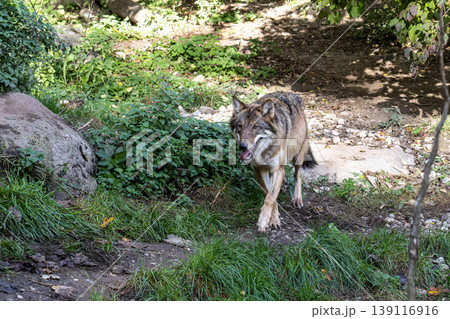 European Grey Wolf, Canis lupus in a german park 139116916