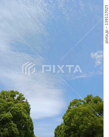 新緑に縁取られた青空いっぱいに広がるうろこ雲 初夏の清々しい風景 新緑に縁取られた青空いっぱいに広がるうろこ雲 初夏の清々しい風景 139117025