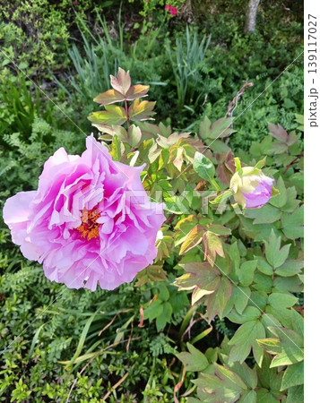 薄紫の牡丹の大輪と蕾　春の庭に優雅に咲くボタンの花 139117027