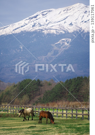 新緑の木曽馬の里 御岳山を背景に牧草を食む木曽馬 新緑の木曽馬の里 御岳山を背景に牧草を食む木曽馬 139117061