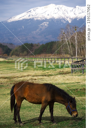 新緑の木曽馬の里 御岳山を背景に牧草を食む木曽馬 新緑の木曽馬の里 御岳山を背景に牧草を食む木曽馬 139117062