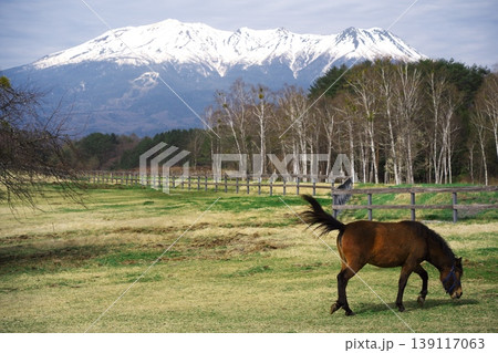 新緑の木曽馬の里　御岳山を背景に牧草を食む木曽馬 139117063