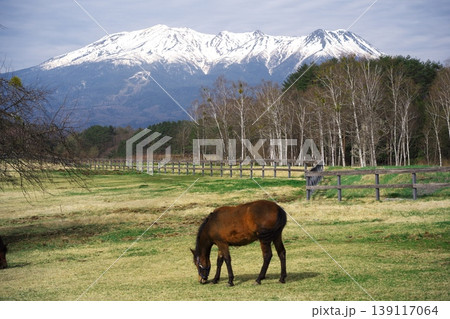 新緑の木曽馬の里 御岳山を背景に牧草を食む木曽馬 新緑の木曽馬の里 御岳山を背景に牧草を食む木曽馬 139117064