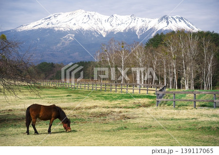 新緑の木曽馬の里 御岳山を背景に牧草を食む木曽馬 新緑の木曽馬の里 御岳山を背景に牧草を食む木曽馬 139117065