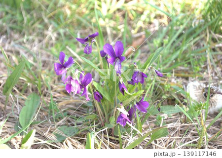 春の野に咲く紫色のスミレの花 139117146
