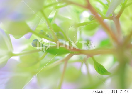 梅雨に咲く紫陽花 139117148