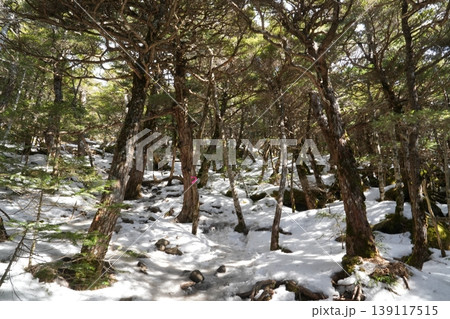 2月下旬の編笠山・西岳の冬景色（長野県富士見町と山梨県北杜市） 139117515