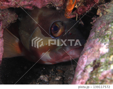 岩影から顔を見せるアカハタ 岩影から顔を見せるアカハタ 139117572