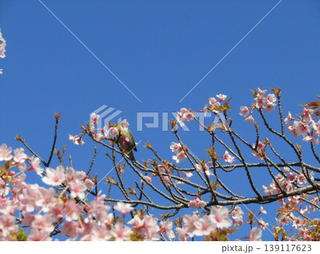 満開の稲毛海岸駅前河津桜の桃色の花 139117623