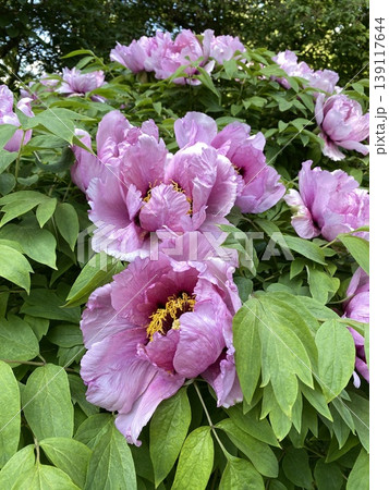 Pink peony flowers in lush garden with green leaves, ideal for background or floral-themed design 139117644