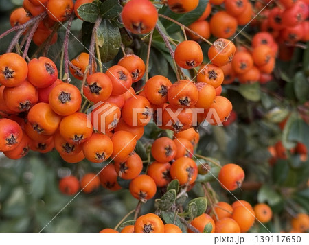 Orange berries on a bush with green leaves, suitable for nature-themed background images 139117650