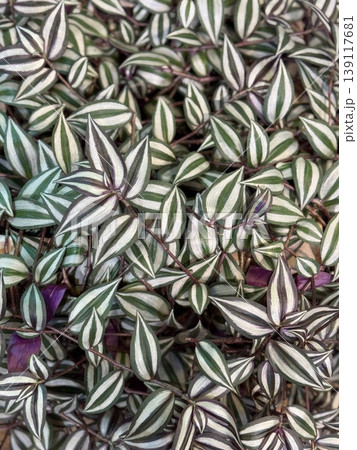 Green and white striped tradescantia zebrina leaves with scattered purple accents as background Green and white striped tradescantia zebrina leaves with scattered purple accents as background 139117681