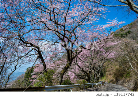 広島県呉市の灰ヶ峰に自生しているエドヒガンザクラ 広島県呉市の灰ヶ峰に自生しているエドヒガンザクラ 139117742
