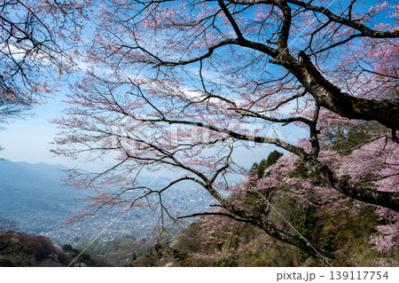 広島県呉市の灰ヶ峰に自生しているエドヒガンザクラ 広島県呉市の灰ヶ峰に自生しているエドヒガンザクラ 139117754