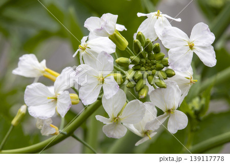 大根の花 大根の花 139117778