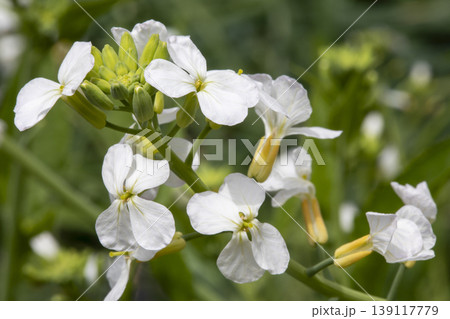 大根の花 139117779