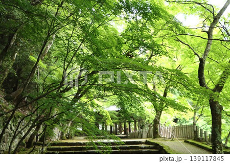 永源寺参道にかかる青モミジのトンネル 永源寺参道にかかる青モミジのトンネル 139117845