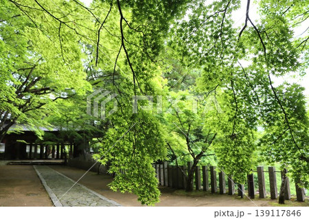 柔らかい光に包まれた青モミジの散策路 柔らかい光に包まれた青モミジの散策路 139117846