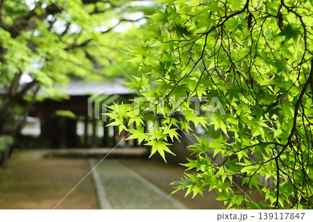 緑色の世界が広がる初夏の永源寺 緑色の世界が広がる初夏の永源寺 139117847