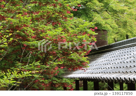 瓦屋根との調和も好印象の青紅葉 139117850
