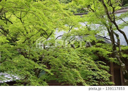 秋の紅葉の名所は初夏の青紅葉の名所 秋の紅葉の名所は初夏の青紅葉の名所 139117853