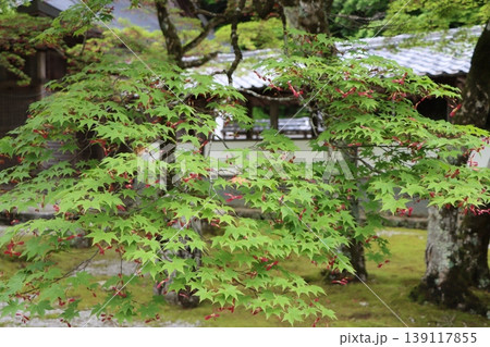 紅紫色のプロペラ型は種を飛ばすため 139117855