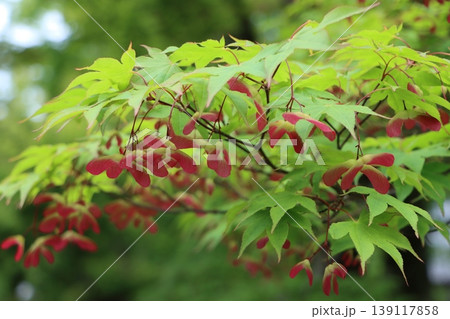 珍しいプロペラの様な形の羽がついた種 139117858