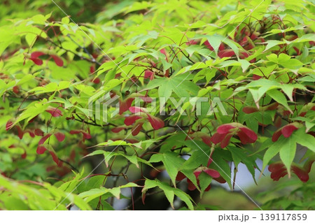 プロペラ形の羽は子孫を残すための方法 139117859