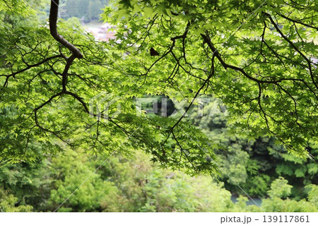 太陽の透過光が緑色の世界を創る 太陽の透過光が緑色の世界を創る 139117861
