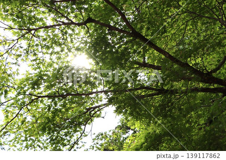 初夏の太陽光が作る緑のグラデーション 139117862