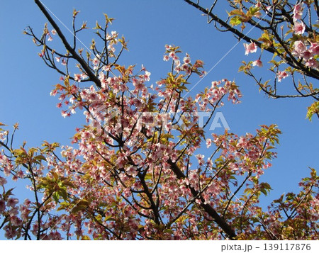 満開の稲毛海岸駅前河津桜の桃色の花 139117876