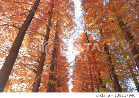紅葉の別所沼公園 139117940