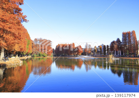 紅葉の別所沼公園 139117974