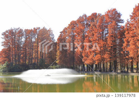 紅葉の別所沼公園 139117978