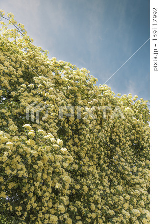 青空を背景に咲き誇るモッコウバラの花 春の風景 縦構図 青空を背景に咲き誇るモッコウバラの花 春の風景 縦構図 139117992