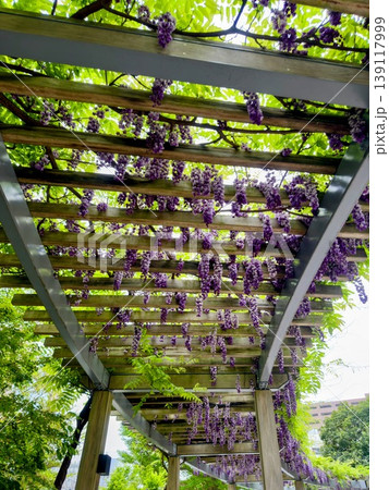 公園の藤棚に咲き誇る紫色の藤の花 139117999