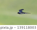新緑の背景を飛翔するツバメ 139118003
