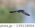ツバメの飛翔 139118004