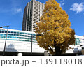 見頃を迎えた駅前のイチョウの大木 golden gingko tree near station 139118018