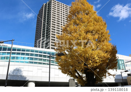 見頃を迎えた駅前のイチョウの大木 golden gingko tree near station 139118018