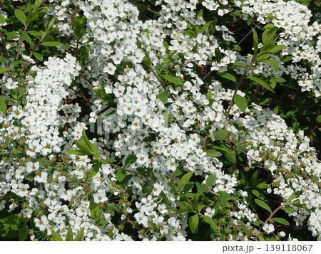 たくさんの花をつけるユキヤナギ たくさんの花をつけるユキヤナギ 139118067