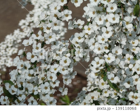 とても小さな花の雪柳 とても小さな花の雪柳 139118068
