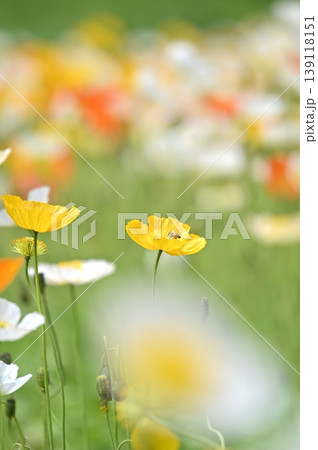 春の花、黄色い花　ポピー 139118151