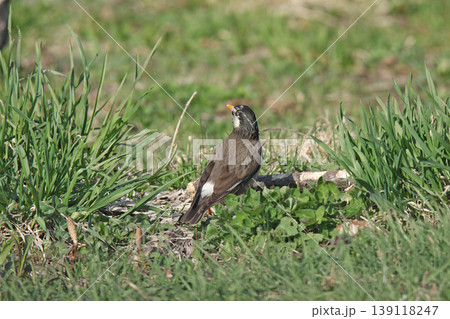 ムクドリ 椋鳥 Spodiopsar cineraceus 北海道の野鳥 ムクドリ 椋鳥 Spodiopsar cineraceus 北海道の野鳥 139118247