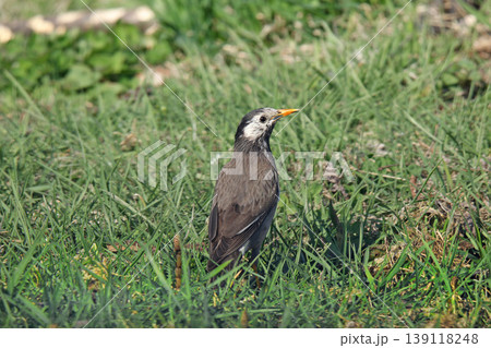 ムクドリ　椋鳥　Spodiopsar cineraceus　北海道の野鳥 139118248