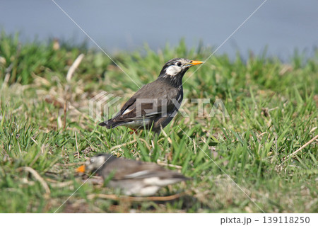 ムクドリ 椋鳥 Spodiopsar cineraceus 北海道の野鳥 ムクドリ 椋鳥 Spodiopsar cineraceus 北海道の野鳥 139118250