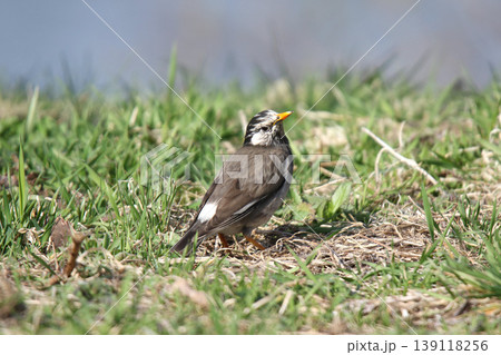 ムクドリ　椋鳥　Spodiopsar cineraceus　北海道の野鳥 139118256