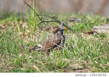 ムクドリ 椋鳥 Spodiopsar cineraceus 北海道の野鳥 ムクドリ 椋鳥 Spodiopsar cineraceus 北海道の野鳥 139118258