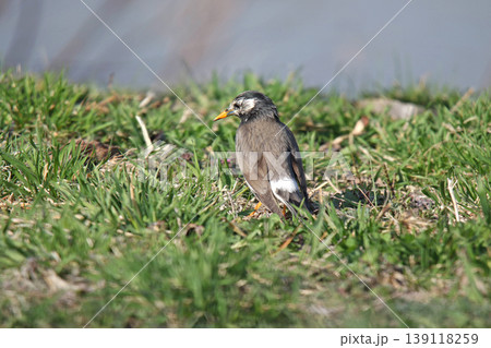 ムクドリ 椋鳥 Spodiopsar cineraceus 北海道の野鳥 ムクドリ 椋鳥 Spodiopsar cineraceus 北海道の野鳥 139118259